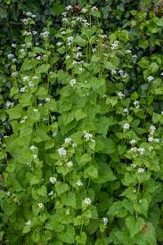 Attēlu rezultāti vaicājumam “Alliaria petiolata leaf”