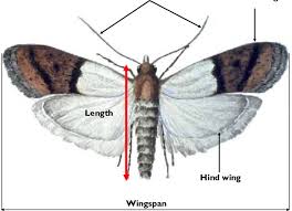 Attēlu rezultāti vaicājumam “Plodia interpunctella”