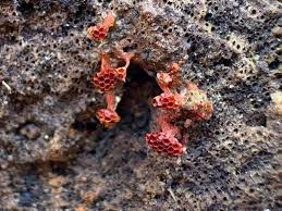 Attēlu rezultāti vaicājumam “Metatrichia vesparia spores”