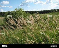 Attēlu rezultāti vaicājumam “Calamagrostis canescens”
