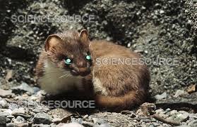 Attēlu rezultāti vaicājumam “Mustela erminea”