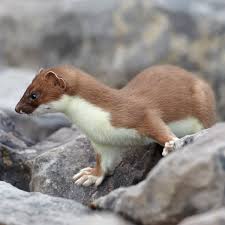 Attēlu rezultāti vaicājumam “Mustela erminea adult”