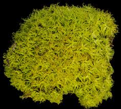 Attēlu rezultāti vaicājumam “Tortella tortuosa”