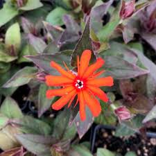 Attēlu rezultāti vaicājumam “Silene x arkwrightii Vesuvius”