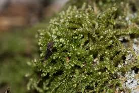 Attēlu rezultāti vaicājumam “Eurhynchium angustirete sporophyte”