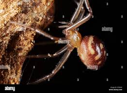 Attēlu rezultāti vaicājumam “Steatoda grossa female”