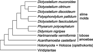 Attēlu rezultāti vaicājumam “Didymium nigripes young”
