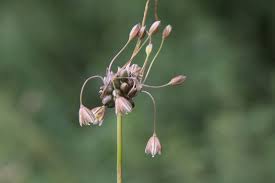 Attēlu rezultāti vaicājumam “Allium oleraceum flower”