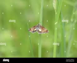 Attēlu rezultāti vaicājumam “Panemeria tenebrata”