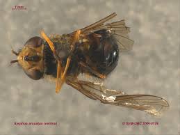 Attēlu rezultāti vaicājumam “Syrphus sp. imago”