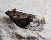 Attēlu rezultāti vaicājumam “Apotomis betuletana”