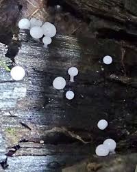 Attēlu rezultāti vaicājumam “Arcyria helvetica”