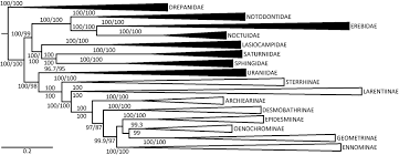 Attēlu rezultāti vaicājumam “Epirranthis diversata”