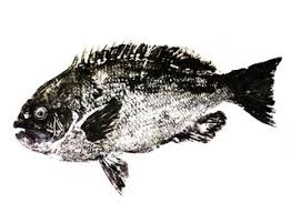 「魚拓」的圖片搜尋結果