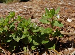 Attēlu rezultāti vaicājumam “Veronica agrestis leaf”