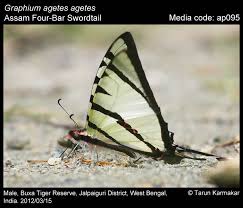 Attēlu rezultāti vaicājumam “Papilionidae”