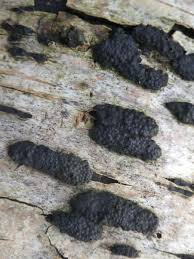 Attēlu rezultāti vaicājumam “Hypoxylon multiforme”