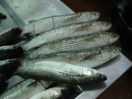 Image result for Liza aurata