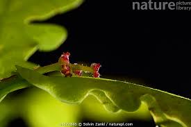 Attēlu rezultāti vaicājumam “Quercus robur female flower”