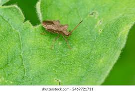 Attēlu rezultāti vaicājumam “Pentatomidae”