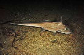 Attēlu rezultāti vaicājumam “Chimabachidae”