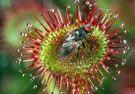 Attēlu rezultāti vaicājumam “Drosera rotundifolia leaf”