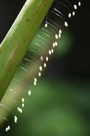 Attēlu rezultāti vaicājumam “Chrysopidae eggs”
