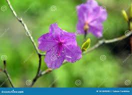 Attēlu rezultāti vaicājumam “Rhododendron sichotense”