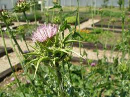 Attēlu rezultāti vaicājumam “Silybum marianum fruit”