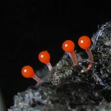 Attēlu rezultāti vaicājumam “Hemitrichia calyculata young”
