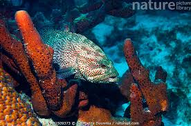 Image result for Cephalopholis cruentata