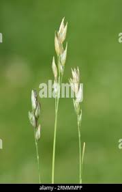 Attēlu rezultāti vaicājumam “Danthonia decumbens bud”