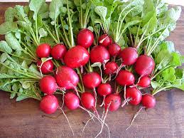 Attēlu rezultāti vaicājumam “Raphanus sativus”