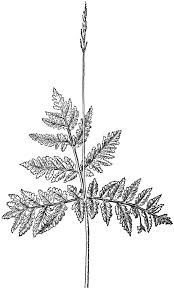 Attēlu rezultāti vaicājumam “Botrychium virginianum”