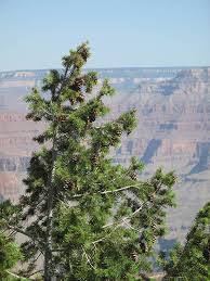 Attēlu rezultāti vaicājumam “Pseudotsuga menziesii var. glauca”