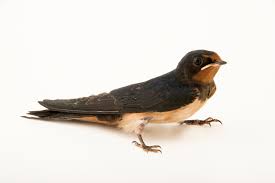 Attēlu rezultāti vaicājumam “Hirundo rustica”