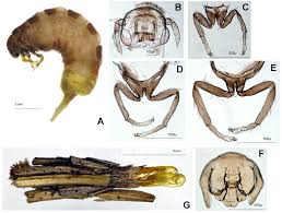Attēlu rezultāti vaicājumam “Proutia betulina”