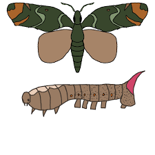 Attēlu rezultāti vaicājumam “Agonopterix hypericella imago”