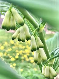 Attēlu rezultāti vaicājumam “Polygonatum multiflorum”