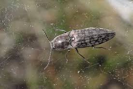 Attēlu rezultāti vaicājumam “Actenicerus sjaelandicus”