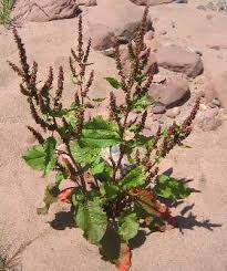 Attēlu rezultāti vaicājumam “Rumex”