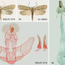 Attēlu rezultāti vaicājumam “Agonopterix hypericella imago”