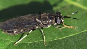 Attēlu rezultāti vaicājumam “Javesella pellucida male”