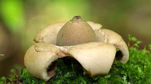 Attēlu rezultāti vaicājumam “Geastrum”
