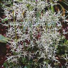 Attēlu rezultāti vaicājumam “Centaurea phrygia bud”