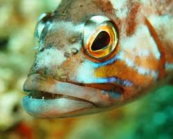 Image result for Serranus atricauda