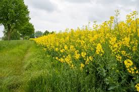 Attēlu rezultāti vaicājumam “Brassica napus”
