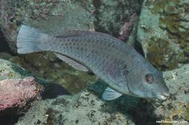 Image result for Sparisoma amplum