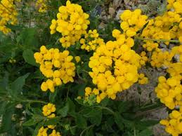 Image result for Calceolaria integrifolia