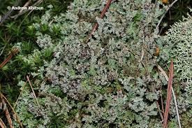Attēlu rezultāti vaicājumam “Cladonia squamosa”